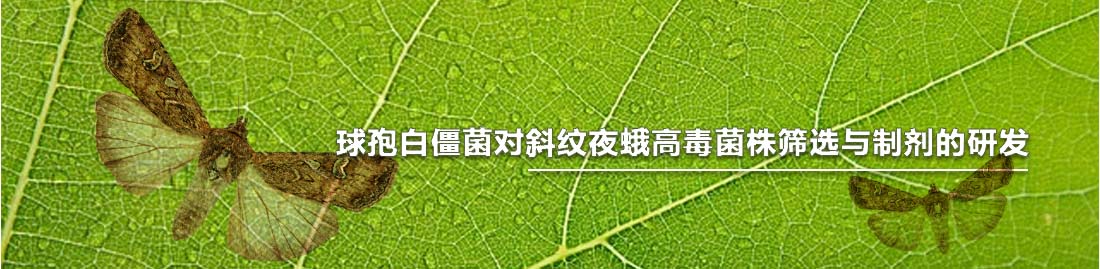 球孢白僵菌對(duì)斜紋夜蛾高毒菌株篩選與制劑的研發(fā)-Banner.jpg